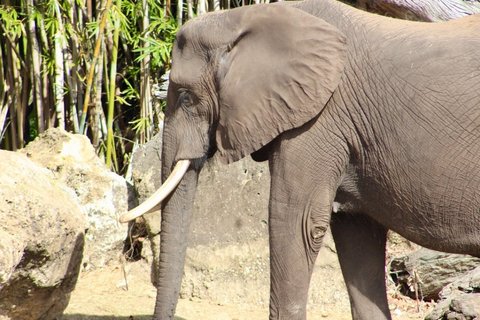A side-profile African elephant with a visible tusk and trunk hanging down, with bamboo behind.