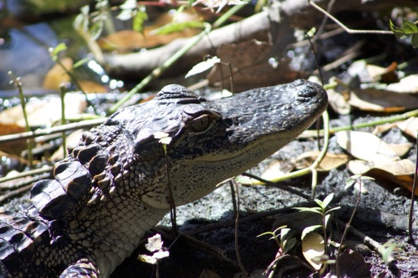Alligator close-up
