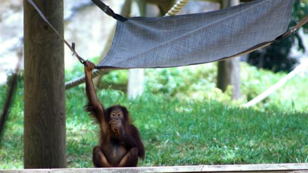 Orangutan sitting