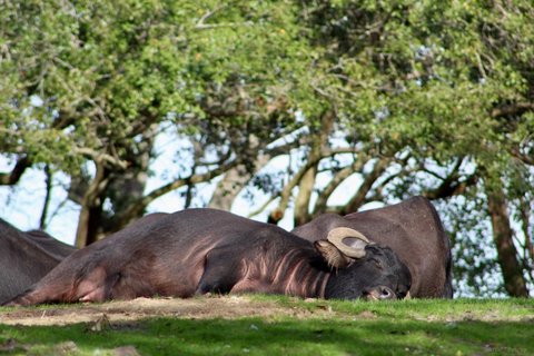 A dark water buffalo resting on a grassy slope with trees and another buffalo in the background.