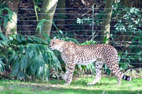 A cheetah walking in profile across green grass with black spots and tear marks on its face.
