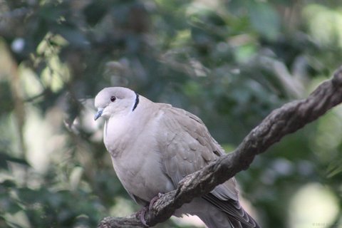 A pale grey Eurasian collared dove perched on a thick textured tree branch.