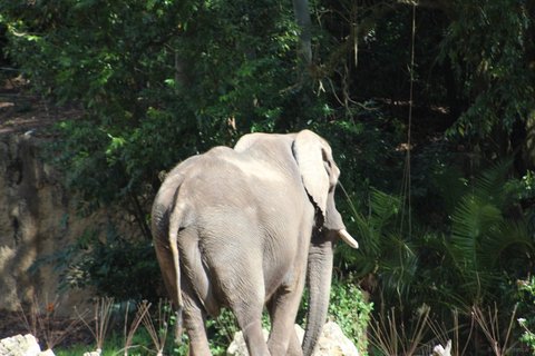 A rear view of an elephant walking away into dense green foliage with a tusk visible on one side.