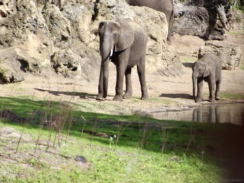 An adult elephant and a baby elephant standing on sandy ground next to a small pond with rocky cliffs.