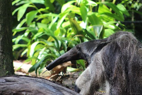 A giant anteater in profile with its long snout and tongue extended among green foliage.