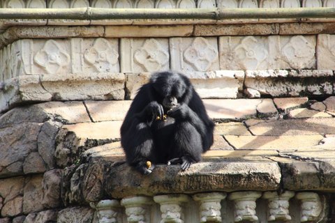 A black gibbon sitting on a weathered stone ledge with carved floral tiles above it.