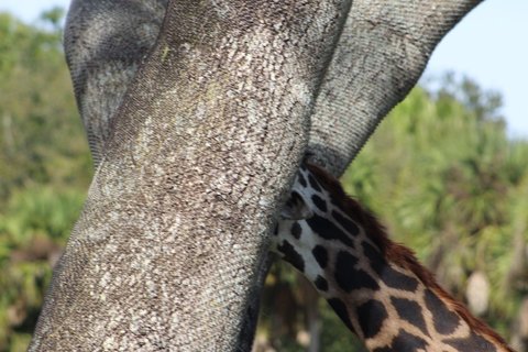 A giraffe's neck with brown and cream patches partially hidden behind a large tree trunk.