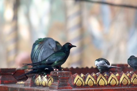An Asian glossy starling with a red eye perched on a decorative ledge next to a Nicobar pigeon.