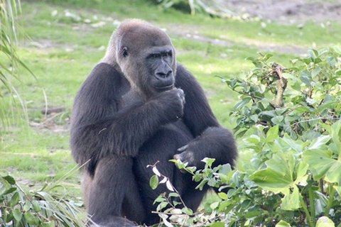 A gorilla sitting on grass with its hand near its mouth beside green bushes.