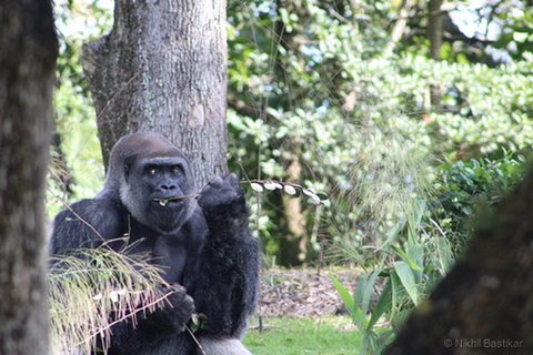 A dark-furred gorilla sitting near a tree trunk holding a small branch in its mouth.
