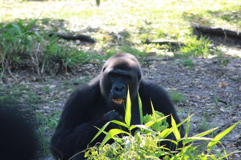 Gorilla eating green leafy plants