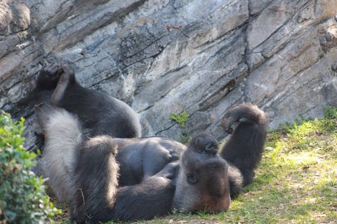 Gorilla lounging with feet on a rock wall