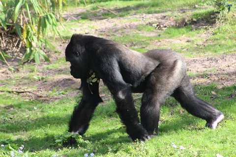 A large gorilla walking on all fours in a knuckle-walking gait across green grass.