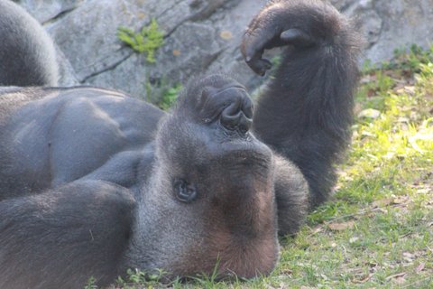 Gorilla lying on its back in the grass