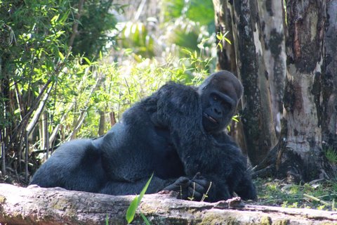 Gorilla reclining against a fallen log
