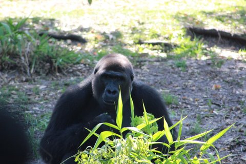Close-up portrait of a gorilla eating outdoors