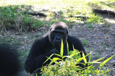 Gorilla viewed through foreground foliage