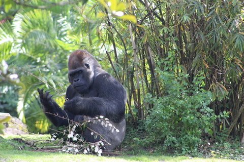 A gorilla sitting on grass surrounded by bamboo, holding thin branches in its hands.