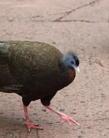 A female Great Argus pheasant in profile with gold and brown speckled feathers walking on clay ground.