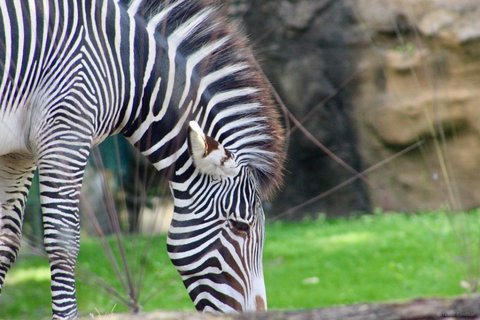 A close-up side profile of a Grevy's zebra with its head lowered against a green background.