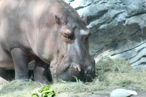 A close-up of a hippopotamus with its head down eating hay in a rocky enclosure.