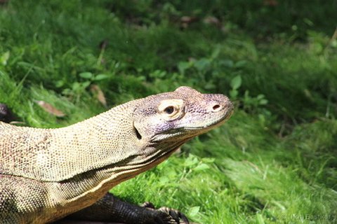 A close-up side profile of a Komodo dragon's head showing textured tan and brown scales.