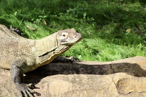 A Komodo dragon perched on a large tan rock with green grass in the background.