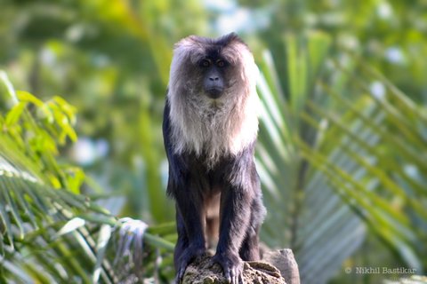 A black lion-tailed macaque with a silver-white mane perched on a rock facing the camera.