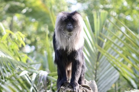 A lion-tailed macaque with a silver-white mane sitting on a rock in a green forest setting.