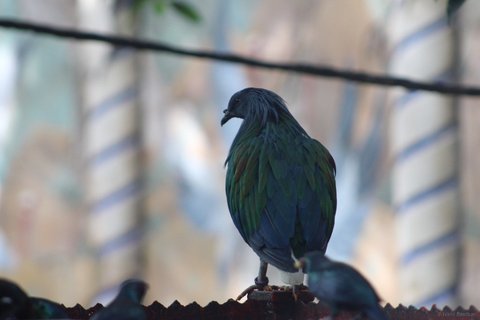 A Nicobar pigeon viewed from the back showing iridescent green neck feathers and a white tail.