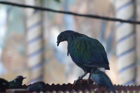 A Nicobar pigeon in side profile with metallic green feathers perched on a dark serrated ledge.
