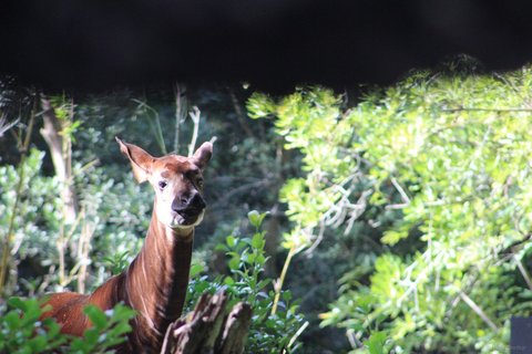An okapi with a reddish-brown neck and white face looking out from green forest foliage.