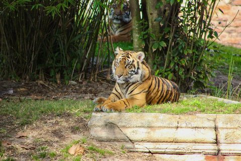 Two tigers in a lush enclosure, one lying on a ledge in the foreground and another visible through bamboo in the background.