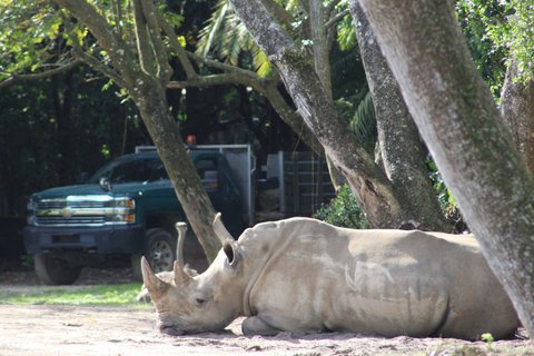 A rhinoceros lying on sand in a wooded area with a green truck and ostrich in the background.