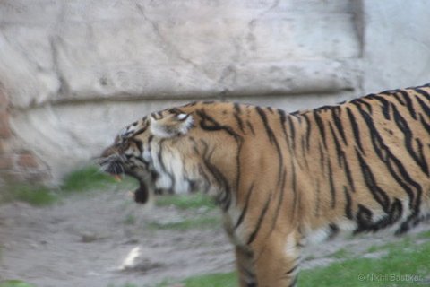 A tiger in profile with its mouth fully open in a roar against a light rock wall.