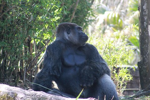 Silverback gorilla sitting among bamboo