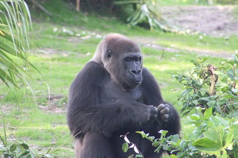 A large silverback gorilla seated on grass looking down at its hands.