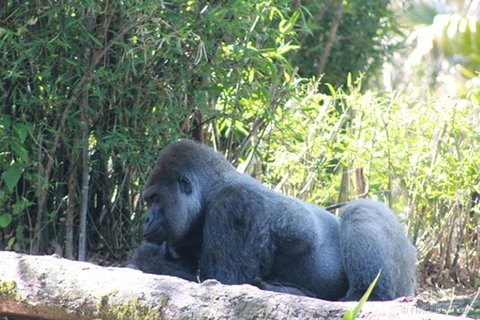 Silverback gorilla in profile beside green foliage