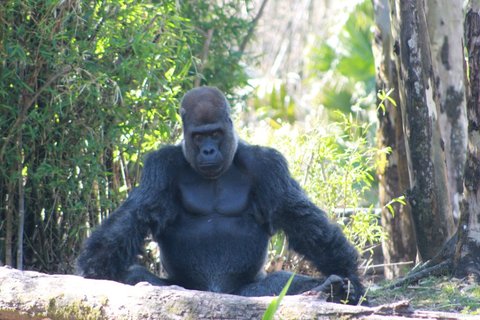 Silverback gorilla sitting and facing the camera