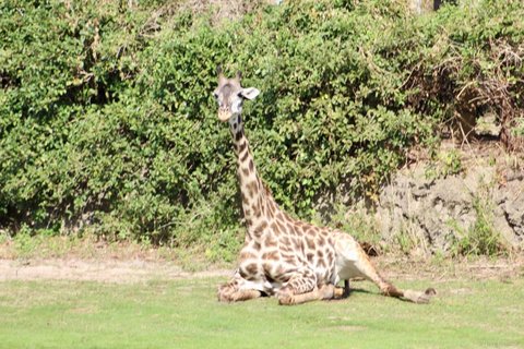 A giraffe sitting on grass with its long neck held upright in front of a green hedge.