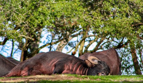 A large water buffalo lying on its side with eyes closed on green grass under a canopy of trees.