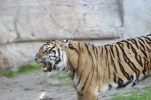 A side-profile tiger with its mouth open in a snarl in front of a textured wall.