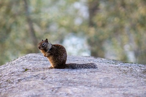 A mottled brown and grey ground squirrel sitting upright on a large rock with its tail extended.