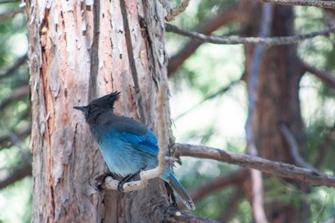 A Steller's Jay with a black crest and blue body perched on a branch next to a large tree trunk.