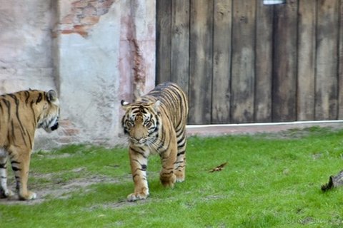 A Sumatran tiger walking on grass with a wooden fence and stone wall in the background.
