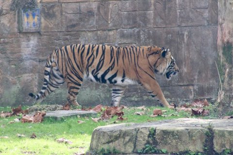 A full-body profile of a tiger walking on grass beside a carved stone wall.
