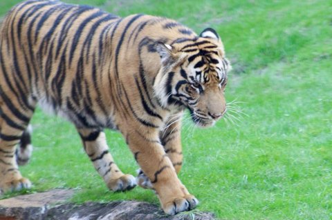 A close-up side view of a tiger walking across green grass with its head lowered.