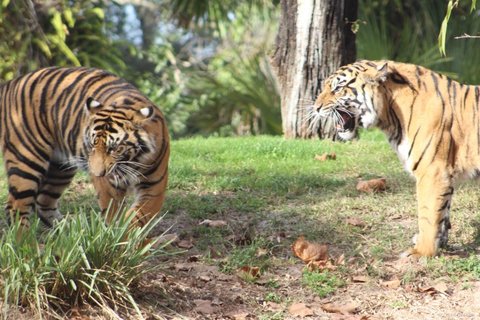 Two tigers in a grassy area, one standing and snarling while the other looks downward.