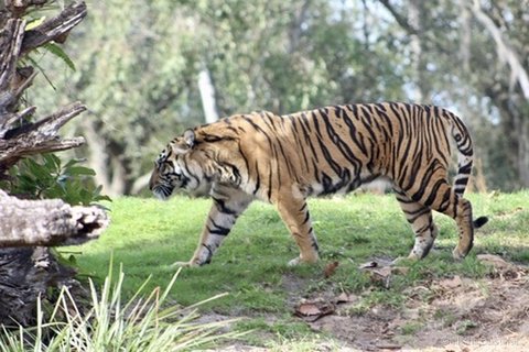 A tiger walking in side profile across a grassy field with trees and a tree stump in the background.