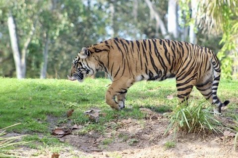 A side-profile tiger mid-stride on a grassy slope with its tongue visible at its mouth.